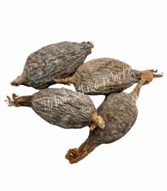 Alligator Pepper