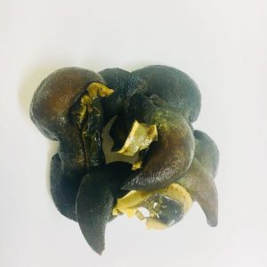 Snail (Pack of 2)